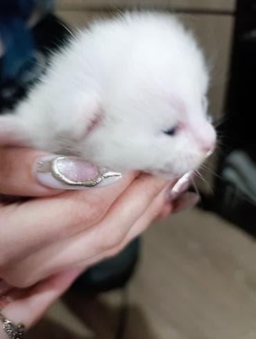 я ищу котёнка: Белоснежных котёнка с короткой мягкой шерстью. Окрас однотонный белый — 4