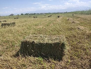 принимаю кукурузу: Беде пресс полядан(клевер тюках) сатылат 
380шт (Маявка обьездной) — 1