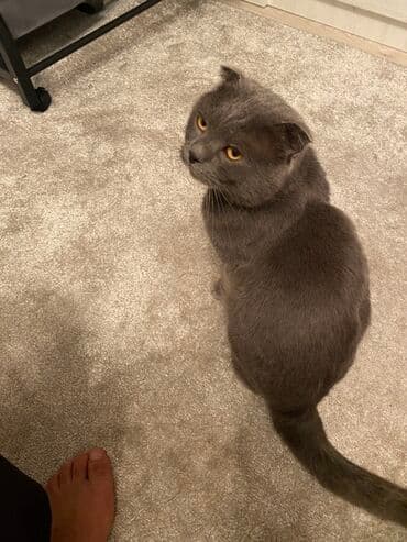 продажа домашних животных: Шотландский вислоухий кот, окрас сплошной голубой (серый). Плотная — 3