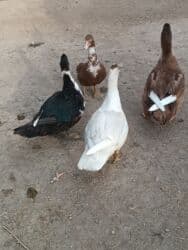 продажа щенков немецкой овчарки с документами в бишкеке: Индоутки 4 штуки — 3