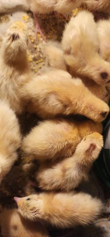 перепели: Перепелята недельные,техасс утежяленные порода,цена 35 сом — 2