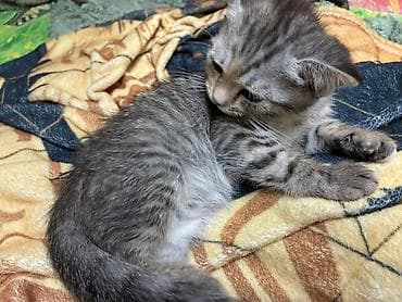 scottish fold: Котята, короткошёрстные, окрасы: серый табби и кремовый дымчатый — 3