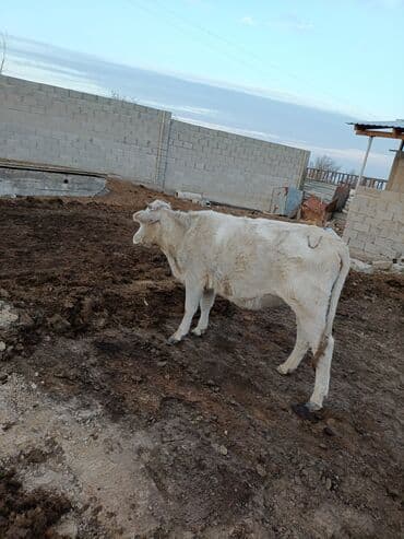срочно в связи с переездом: Продаю | Корова (самка) | Для молока — 6