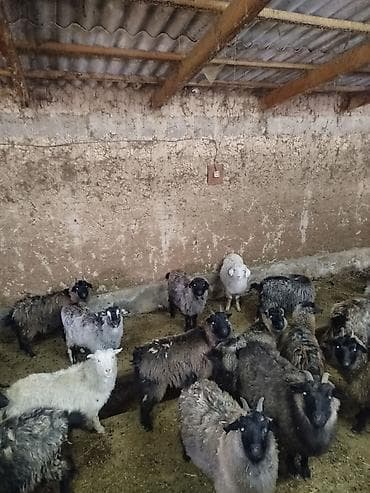 токмок собаки: Сатам | Козу | Көбөйтүү үчүн | Ургаачы — 3