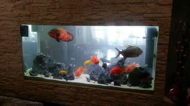 африканские сом малек: Аквариумы вашей мечты! Malawi aqua design подарите себе и детям — 6