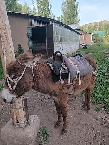 баран живой: Осёл с седлом и сбруей - Домашний осёл, компактный, выносливый, с — 2