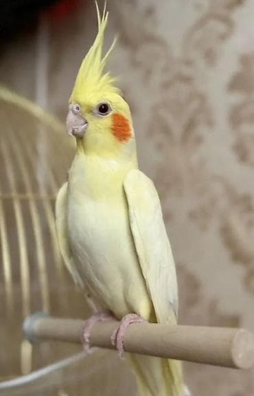 сойушка улак: Корелла.Ошский рынок ул.Токтогул 259/4 — 3