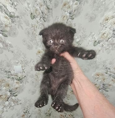 Британские котята, помёт из 4 малышей: 3 девочки и 1 мальчик - — 10