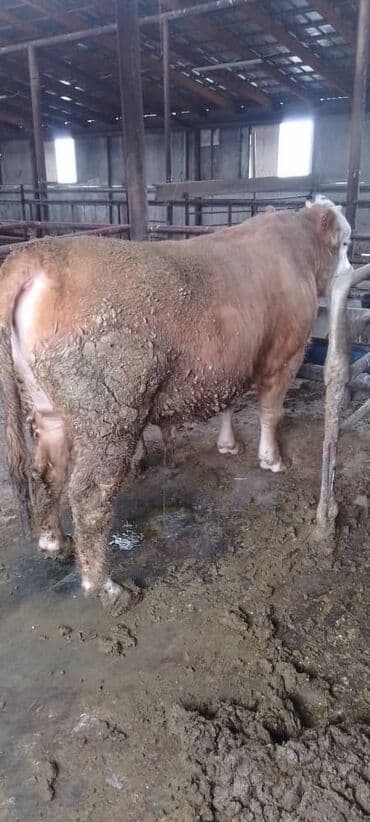 автоматический шприц для животных: Продаю | Бык (самец) | На забой, Для разведения — 5