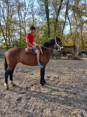 купить измельчитель травы и сена: Продаю | Конь (самец) | Конный спорт — 1