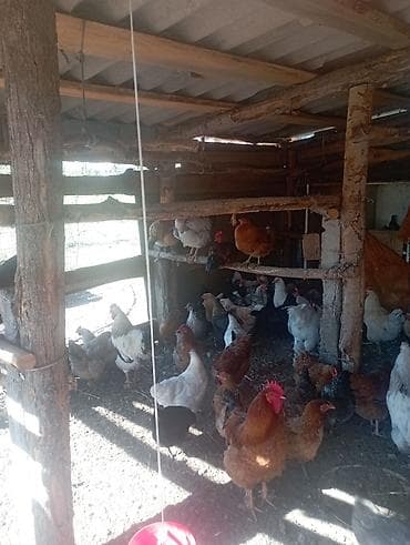 кошки домашние: Продаю | Куры | Домашняя | Для разведения — 1