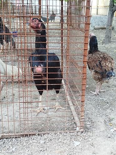 бара: Продаю | Куры — 8