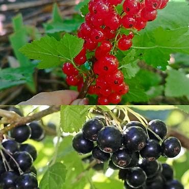 ежевика малина: Саженцы ягодных кустарников: смородина черная и красная, крыжовник. - — 5