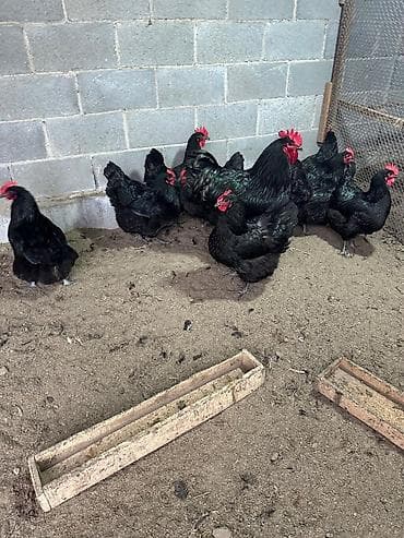 уй сатылат бишкек 2022: Сатам | Балапандар — 4