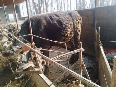 котята простые: Продаю | Бык (самец) | На откорм | Привязанные — 5