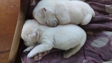 кавказская собака: Лабрадор-ретривер, 1 айлык, Ургаачы — 8