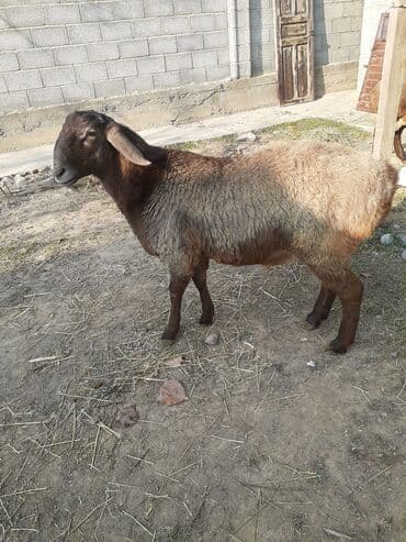 сколько стоит собака доберман: Продаю | Ягненок | Для разведения — 2