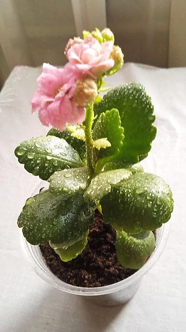 аквариум бишкек цена: Разные комнатные растения. Чтобы узнать стоимость конкретного растения — 9