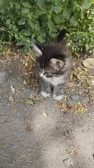 Отдам даром кошку: 2 месяца, Девочка, Проглистована — 3