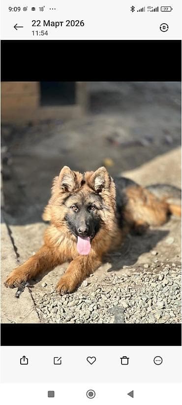 Немецкая овчарка, 9 месяцев, Самец, С прививкой