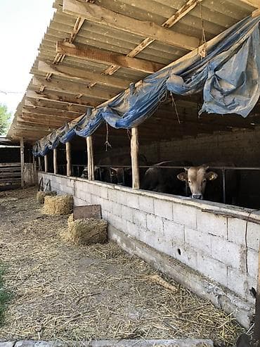продажа участка село джал: Срочно продаю дом 30 сотоксело Чат куль Ул Ленина 10, сукулукскии — 2