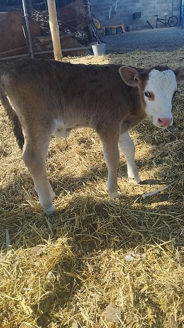 купить бычка: Продаю | Бык (самец) | Для разведения — 1