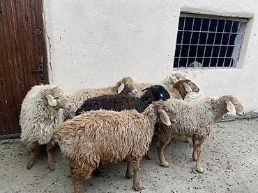 скот баран: Продаю | Овца (самка) | Полукровка | На забой, Для разведения, Для шерсти | Ярка — 7