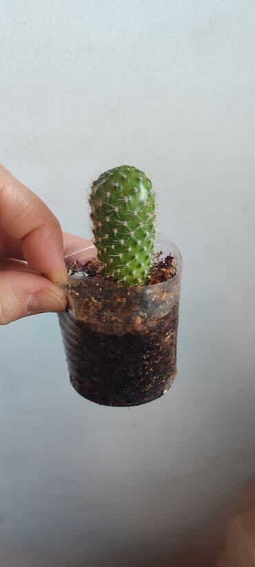 семена павловния купить в бишкеке: Зефирантес розовый 150 сом (3-4 луковицы в стакане) - ул.7 апреля 2/7 — 12