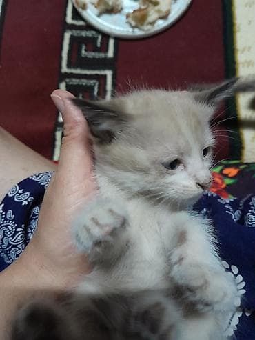 котик 1 месяц: Г. Манас. Жалал-Абад. котята, мышык, отдам даром в хорошие руки — 5