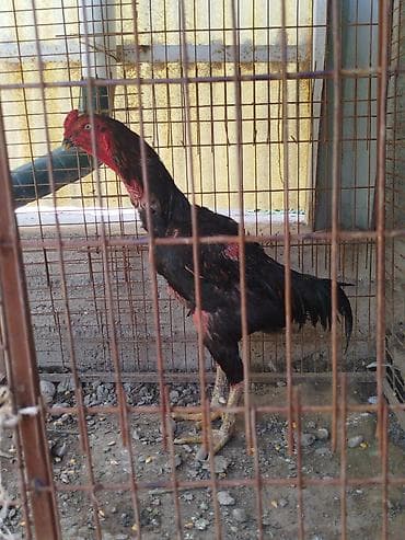 Үй жаныбарлары: Дакан короз сатылат активный тулоп жатат алмашу жолдору бар адрес — 1