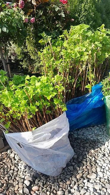 Саженцы чёрной смородины (корнесобственные, выкопка текущего сезона)