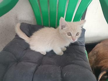 cat sofa: Пушистые котята Возраст ~ 1.5 месяца Отдам в добрые руки 🤗 На — 3