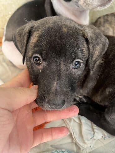 японская порода собак акита: Питбуль, 1 месяц, Самка, С родословной — 4