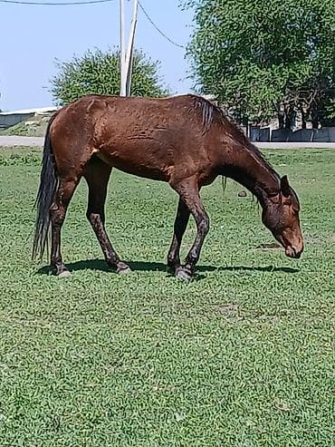 кой обмен: Продаю | Кобыла (самка) | Для разведения | Племенные, Осеменитель, Мерин — 9