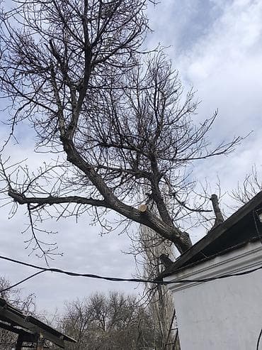 дрова кант: Дрова Орех, Самовывоз — 7