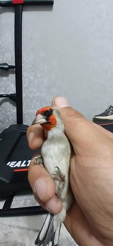 птицы щегол: Певчая птица — щегол (кардинально-красная маска на голове и горле — 3