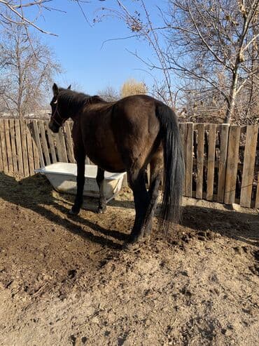 сколько стоит корова дойная: Продаю | Кобыла (самка) | Рабочий | Мерин — 4