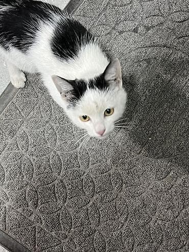 кошка домашняя: Котёнок чёрно-белого окраса (би-колор/пегий). Крупные жёлтые глаза — 4