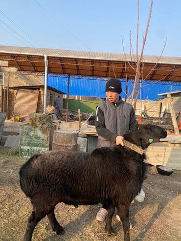 продам бу оборудование для птицефабрики: Продаю | Ягненок, Баран (самец) | Арашан — 5