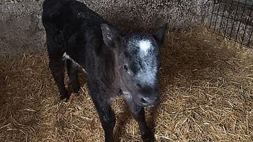 животные в добрые руки: Продаю | Тёлка | Бельгийская | На откорм, Для разведения | Искусственник — 4