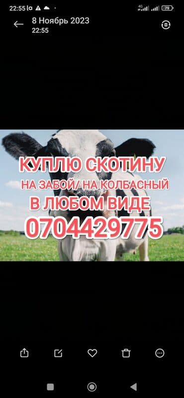 домашние птицы: Куплю | Коровы, быки, Лошади, кони, Другие с/х животные | Круглосуточно, Любое состояние, Забитый — 1