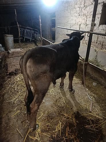 корим: Продаю | Бык (самец) | На откорм — 3