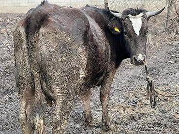 малочный карова: Продаю | Корова (самка) | Для молока | Не стельные, Нетель — 1