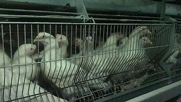 плодные матки: Продаю | Куры, Цыплята | Хай-Лайн Браун, Хай-Лайн Соня Грей | Для разведения, Несушки — 1