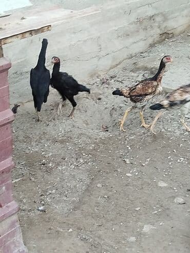 кыргыз добот ит: Дакан жожо мекиштер сатылат активный алмашу жолдору бар адрес Бишкек — 6