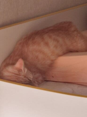 вязка кошек ош: Кошка даром: Беспородная, 5 месяцев, Мальчик — 9