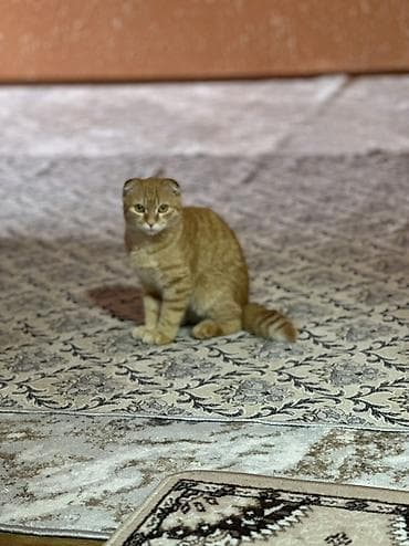 город ош кошка: Шотландский вислоухий котёнок (Scottish Fold) - Окрас: тёплый рыжий — 4
