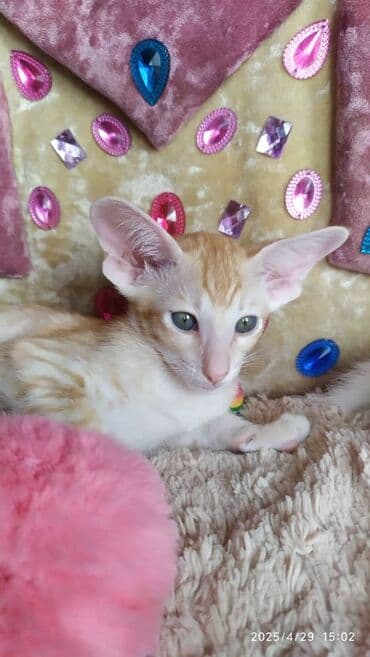 новорожденные котята: Ориентальная, 2 месяца, Мальчик, Рыжий, Приучена к лотку, Проглистована, С документами — 10