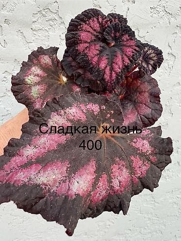 розы 101: Продаю бегонии. Цены 300-600 сом
Район восточ. А/В или рядом с ГУМом — 9