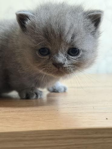 Продажа кошек: Шотландские котята,(страйт и скотиш фолд) окрас голубой (blue). Отец — 10